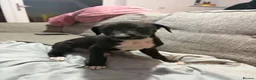 Lurcher dogs for sale: saluki bull grey cross saluki collie grey  - Advert 3
