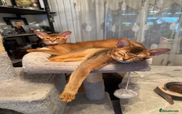 Abyssinian cats for sale: Abyssinian kittens looking for their new home - Image 21