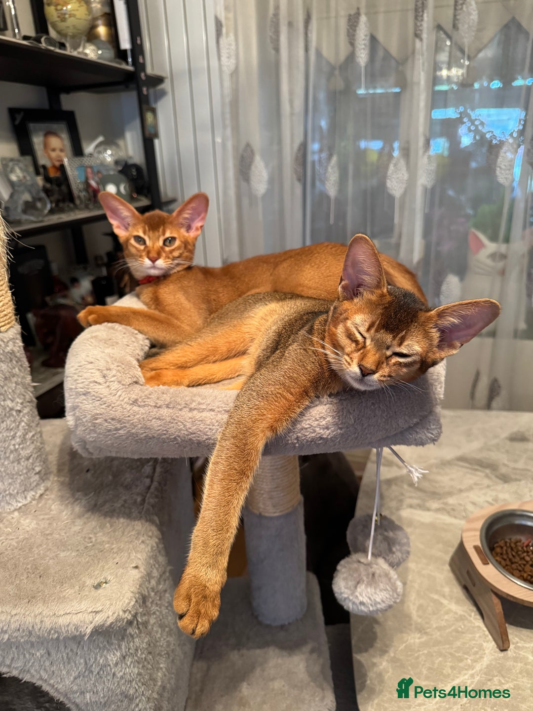 Abyssinian cats for sale: Abyssinian kittens looking for their new home - Image 21