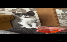 Mixed Breed cats for sale: Kit 6 months old  - Image 2