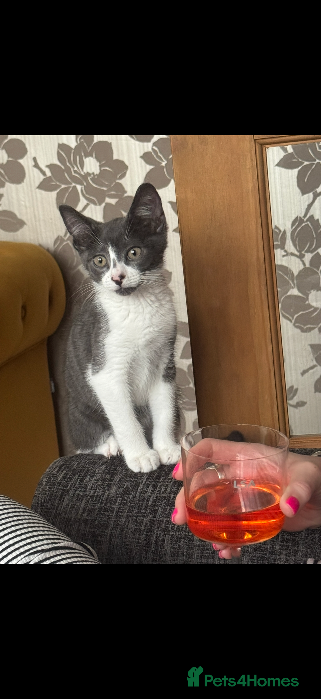 Mixed Breed cats for sale: Kit 6 months old  - Image 2