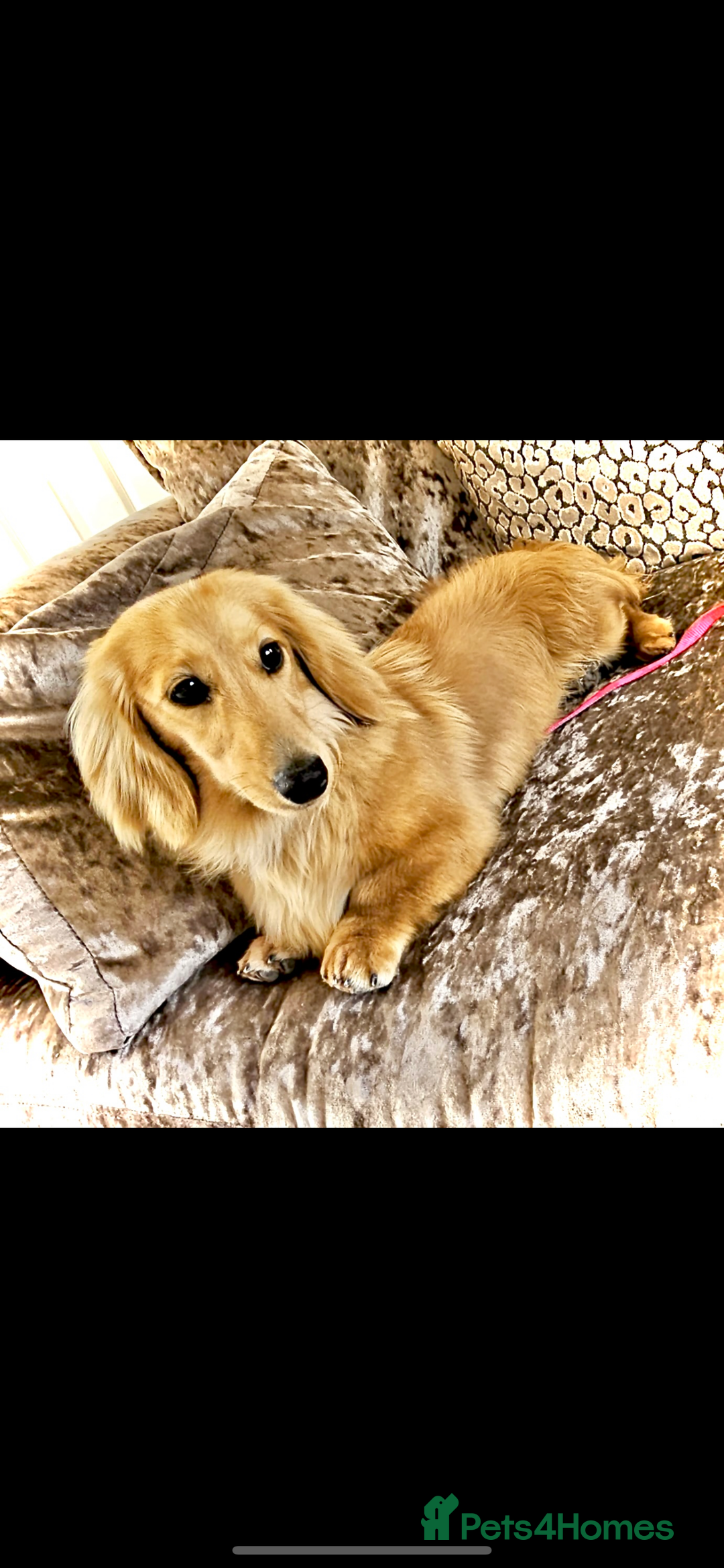 Miniature Dachshund dogs for sale: LAST BOY 💛 LONGHAIRED CREAM MINIATURE DACHSHUNDS  in Liverpool - Image 5