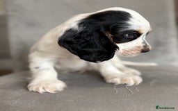 Cocker Spaniel dogs for sale: Health tested cocker spaniel pups  - Image 6