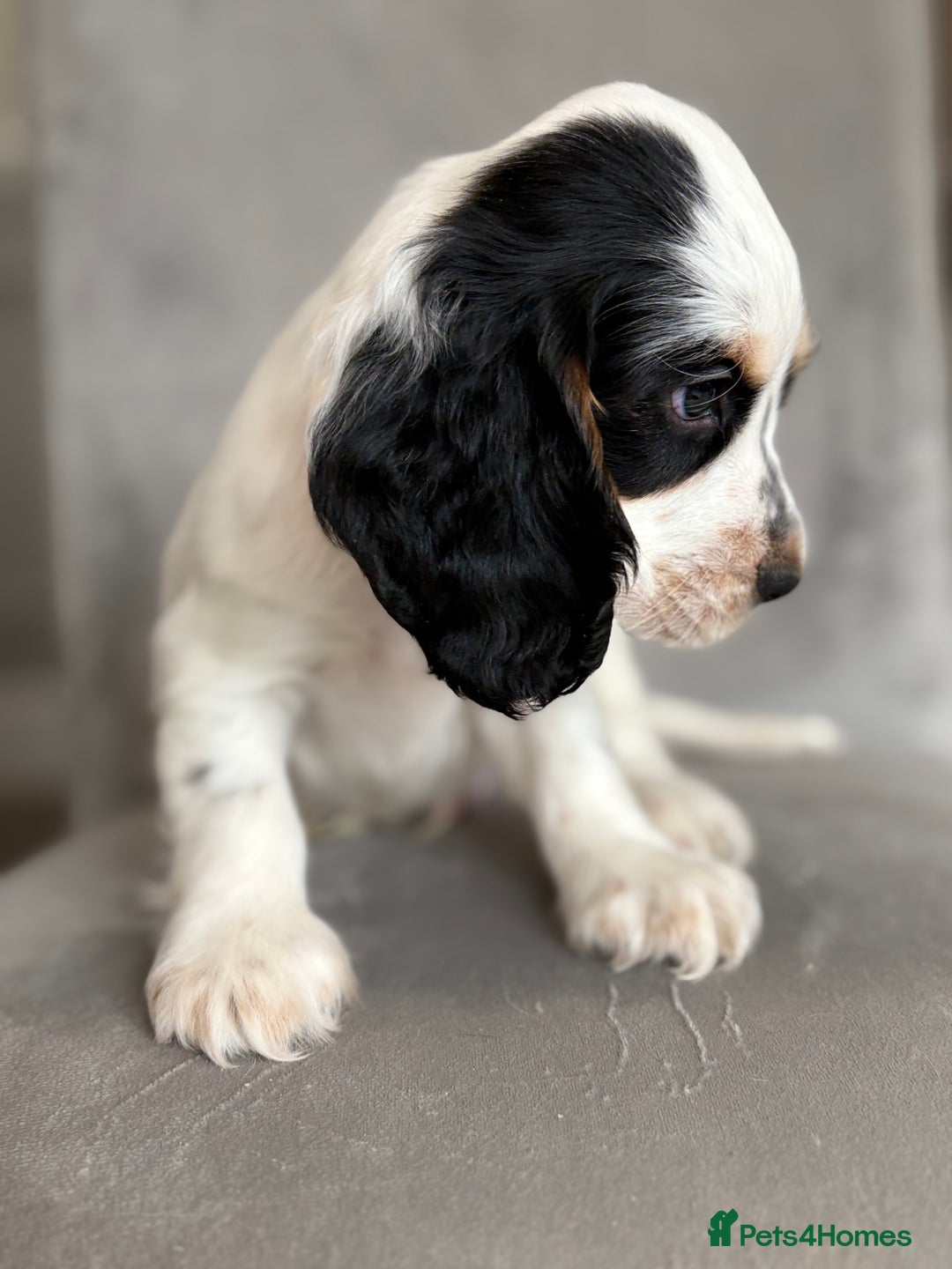 Cocker Spaniel dogs for sale: Health tested cocker spaniel pups  - Image 6