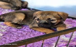 Border Terrier dogs for sale: Stunning border terrier puppys - Image 6
