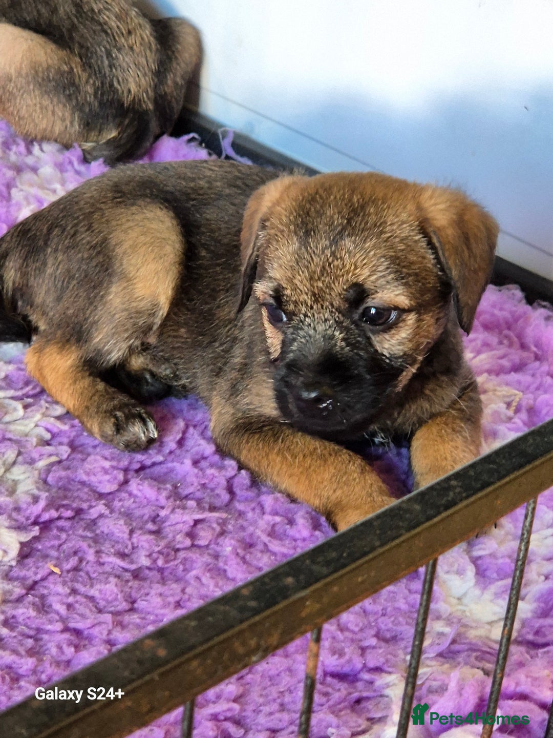 Border Terrier dogs for sale: Stunning border terrier puppys - Image 6