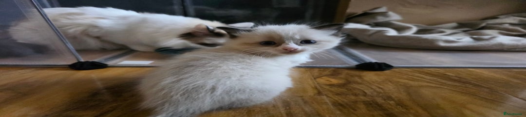 Ragdoll Kitten 2
