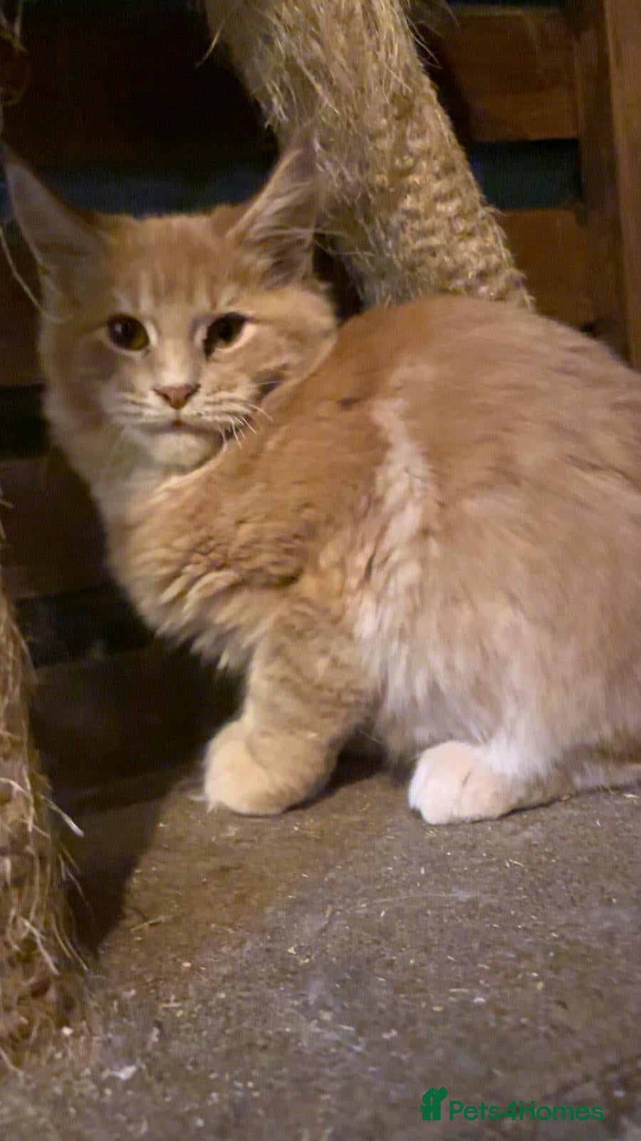 Maine Coon cats Maine Coon pedigre XL - Advert 18