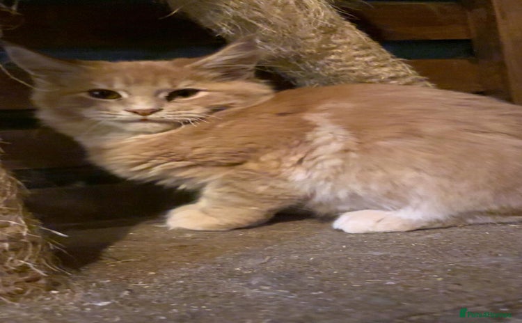 Maine Coon cats Maine Coon pedigre XL - Advert 3