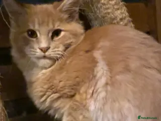 Maine Coon cats for sale: Maine Coon pedigre XL - Advert 3