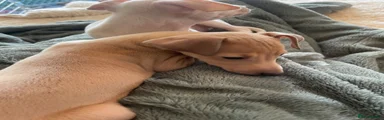 Italian Greyhound koda