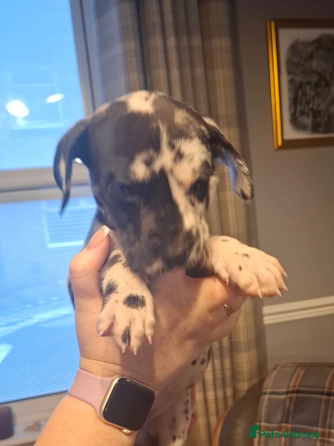 Great Dane dogs for sale: Great Dane puppies K.C Registered  - Advert 5