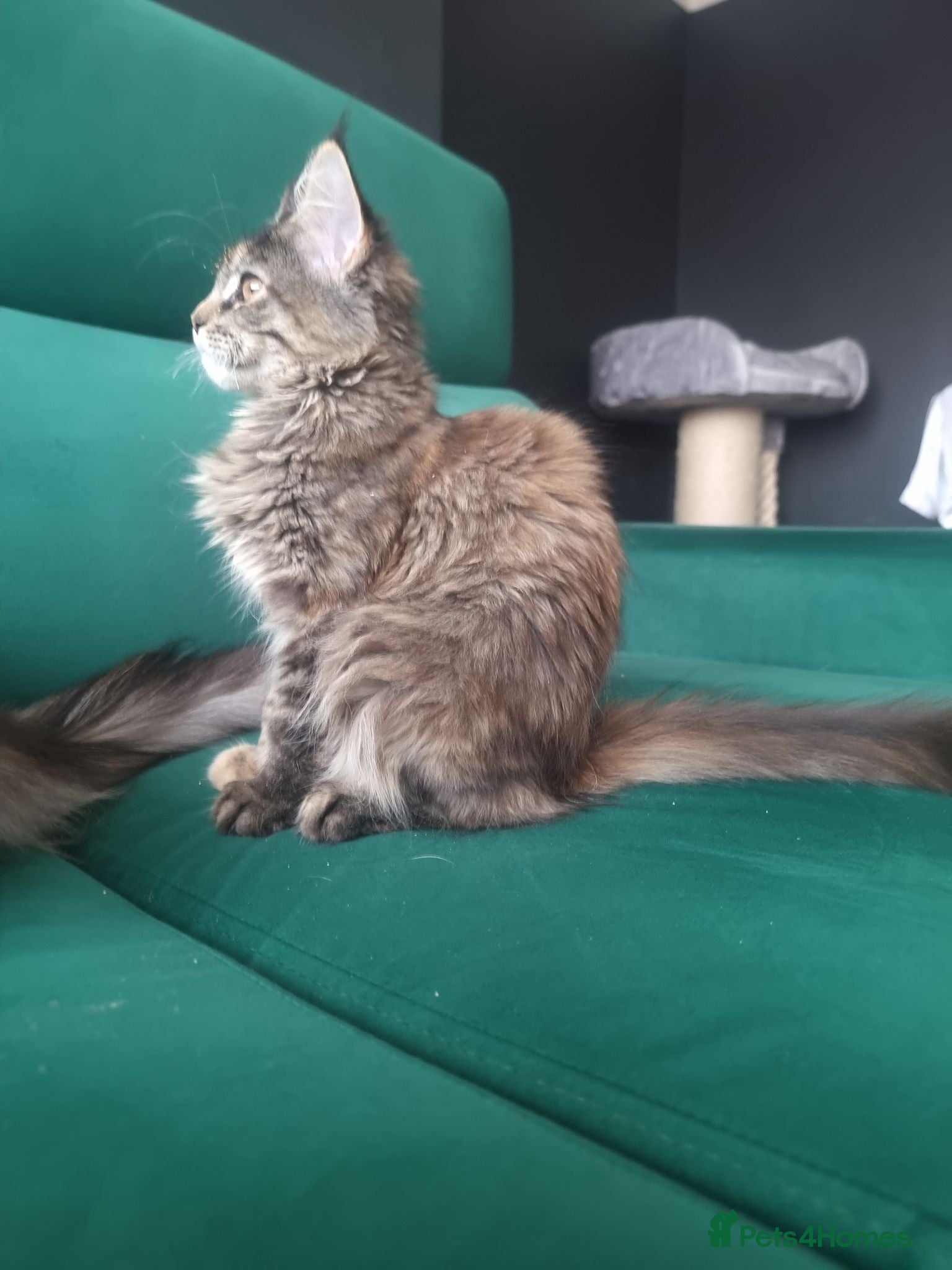 Maine Coon cats LAST ONE!TICA REG. MAINE COON KITTENS  - Advert 2