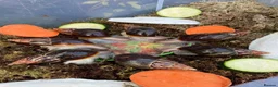 Snails invertebrates for sale: Giant African Snails for sale! - Advert 8