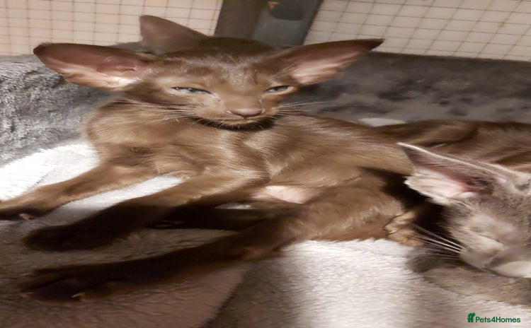 Oriental cats - Advert 2