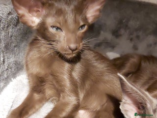 Oriental cats - Advert 9