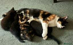 Mixed Breed cats for sale: Kittens  - Advert 11