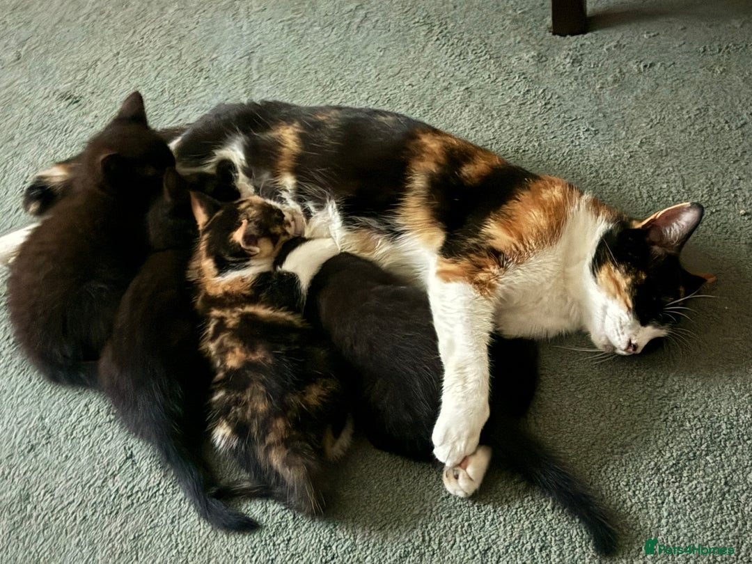 Mixed Breed cats for sale: Kittens  - Advert 11