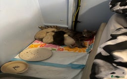 Ragdoll cats for sale: Beautiful ragdoll x silver tabby kittens  - Image 10