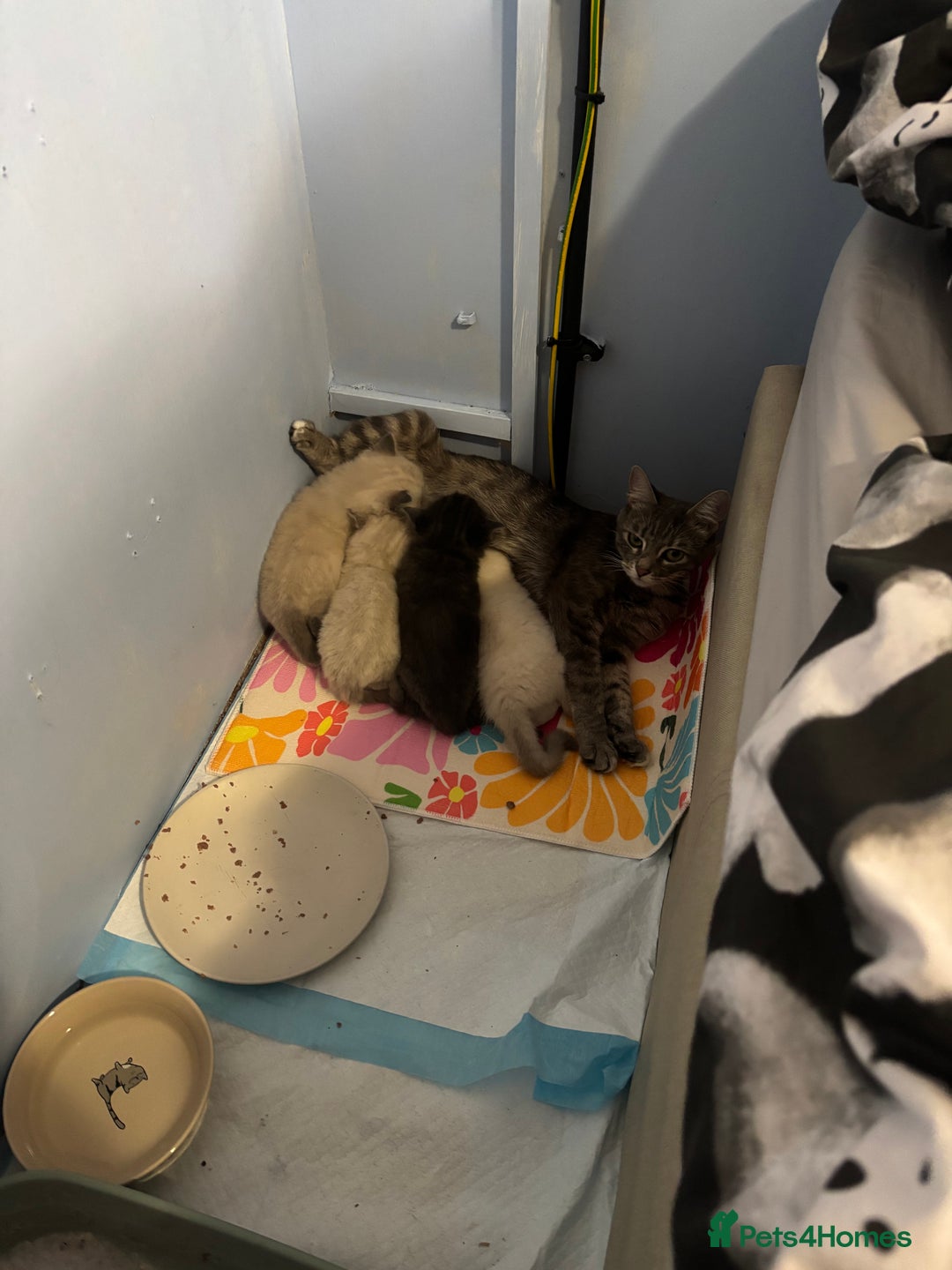 Ragdoll cats for sale: Beautiful ragdoll x silver tabby kittens  - Image 10