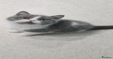 British Shorthair cats LAST KITTEN *READY NOW* - Advert 1