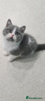 British Shorthair cats LAST KITTEN *READY NOW* - Advert 5