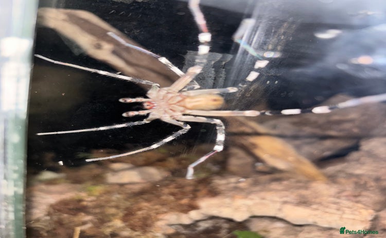 Spiders invertebrates - Advert 13