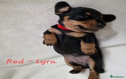 Miniature Dachshund dogs for sale: Beautiful black & tan miniature Dachshund puppies - Image 4