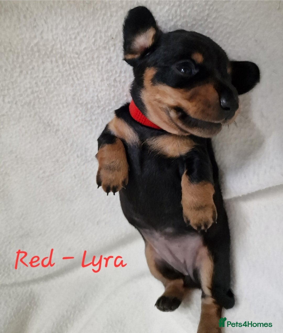 Miniature Dachshund dogs for sale: Beautiful black & tan miniature Dachshund puppies - Image 4