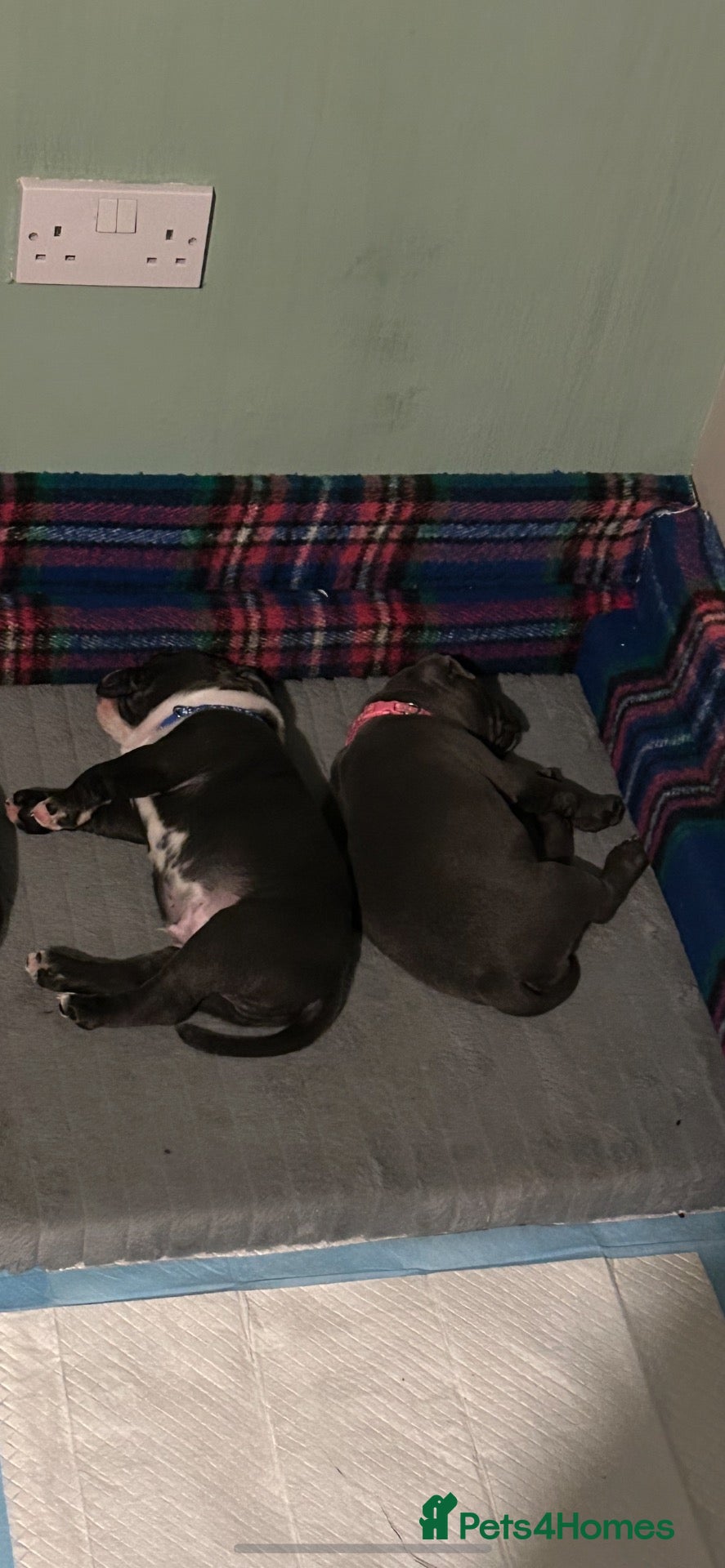 Staffordshire Bull Terrier dogs for sale: Staffordshire bull terrier puppies for sale - Advert 1