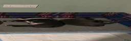 Staffordshire Bull Terrier dogs for sale: Staffordshire bull terrier puppies for sale in Andover - Advert 1