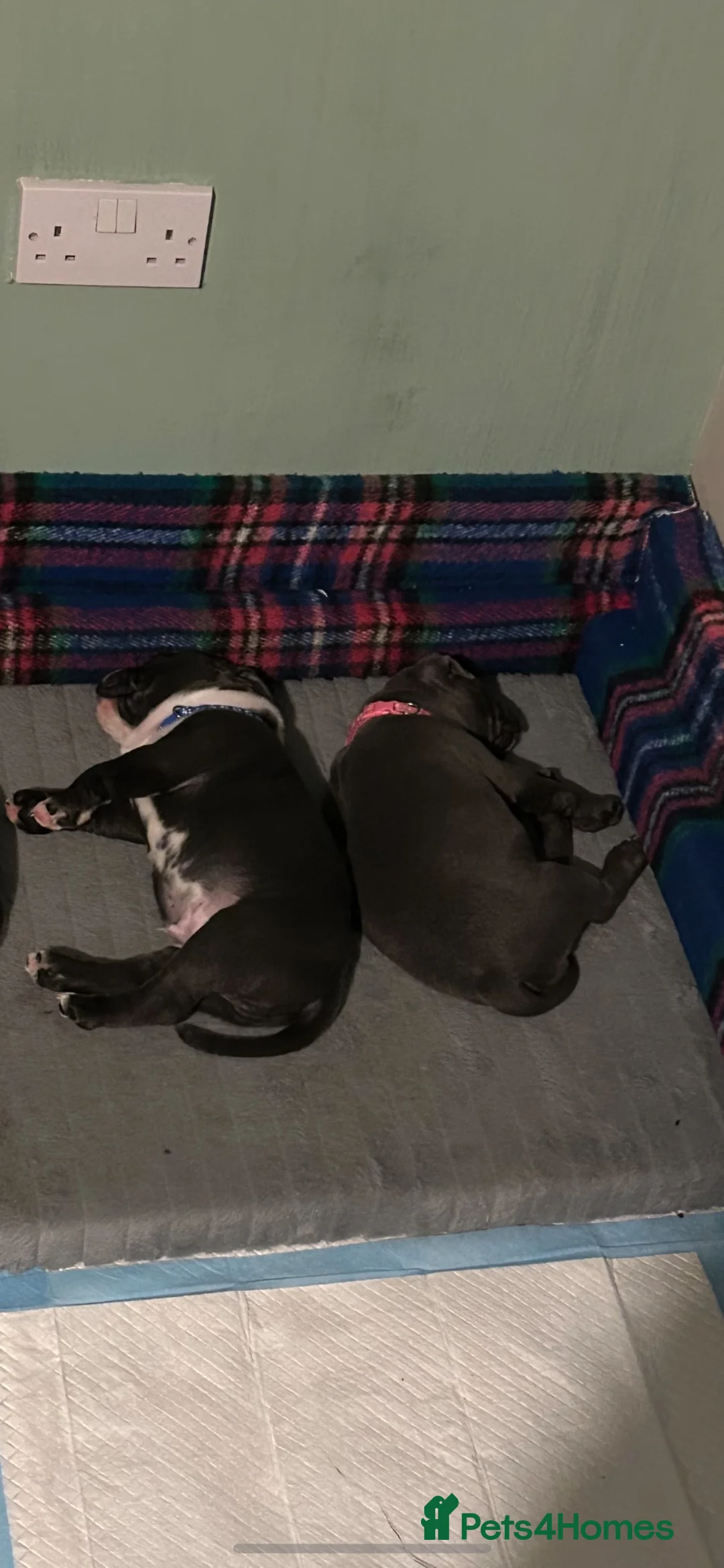 Staffordshire Bull Terrier dogs for sale: Staffordshire bull terrier puppies for sale in Andover - Advert 1