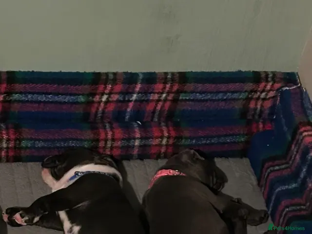 Staffordshire Bull Terrier dogs for sale: Staffordshire bull terrier puppies for sale - Advert 1
