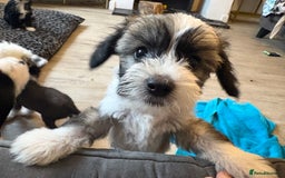 Chinese Crested dogs for sale: powderpuff Chinese crested had both injections  - Image 5