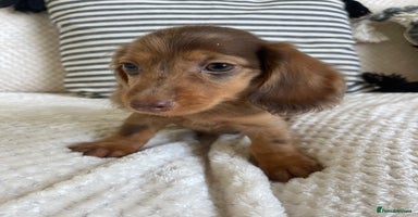 Miniature Dachshund dogs - Advert 11