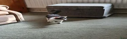 Mixed Breed cats for sale: Tiny male kitten,  black and white in Market Harborough - Advert 4