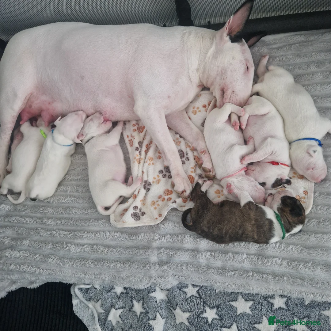 Bull Terrier dogs for sale: Bullterrier  - Advert 16