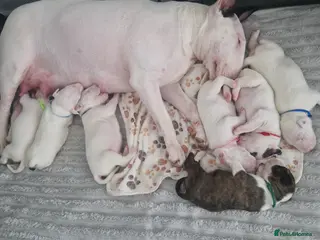 Bull Terrier dogs English Bull terrier - Advert 2