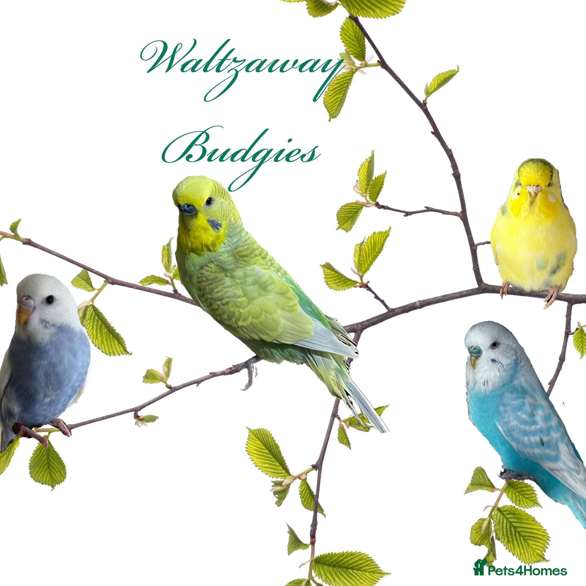 Budgerigars birds Male Blue and White Opaline Spangle Budgie - Advert 4