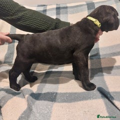Cane Corso Puppy 6