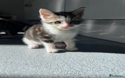 Mixed Breed cats for sale: Mainecoon/Bengal X kittens - Image 13