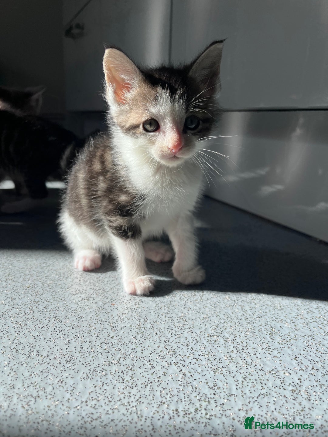 Mixed Breed cats for sale: Mainecoon/Bengal X kittens - Image 13