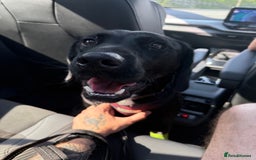 Mixed Breed dogs for sale: 1 year old GSP X Lab  - Image 9