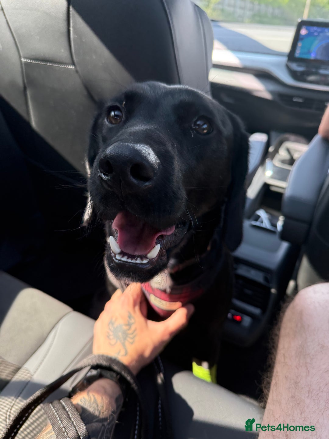 Mixed Breed dogs for sale: 1 year old GSP X Lab  - Image 9