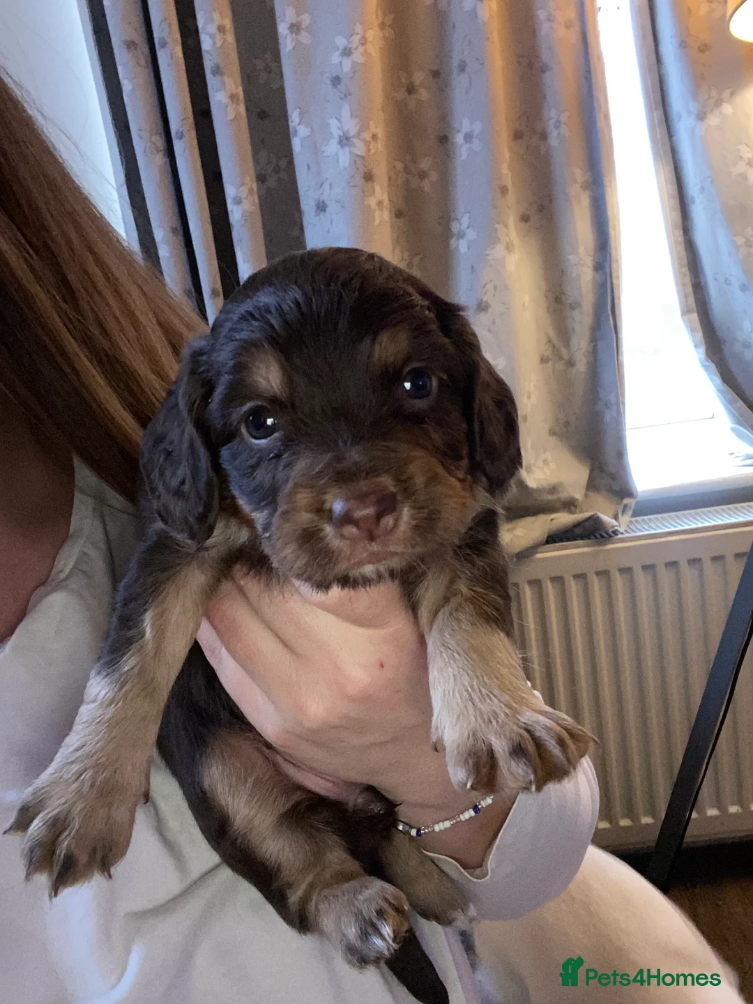 Cocker Spaniel dogs for sale: Tri chocolate  colour cocker spaniel puppies  - Advert 21