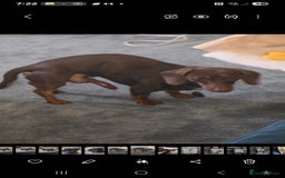 Dachshund dogs for stud: Stud for use - Image 2
