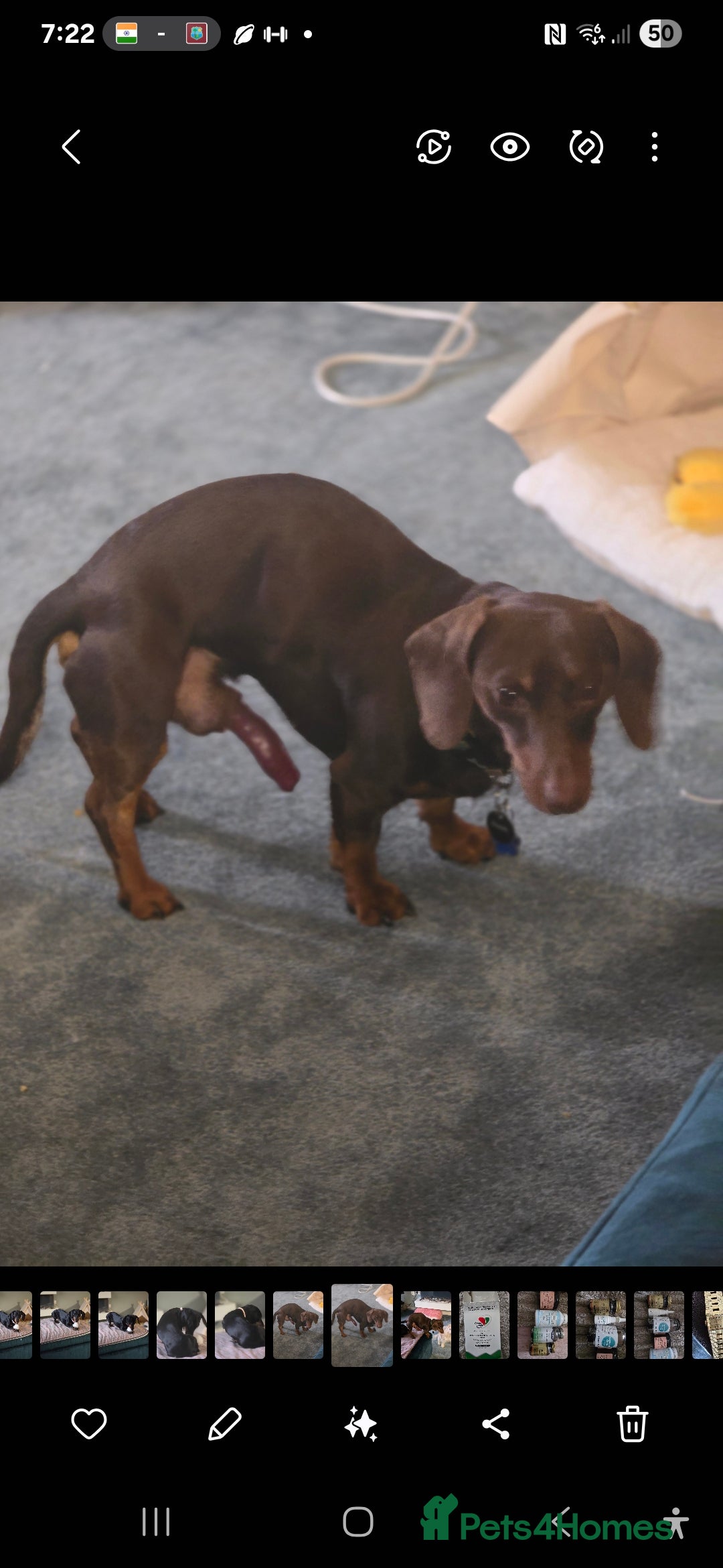 Dachshund dogs for stud: Stud for use - Image 2