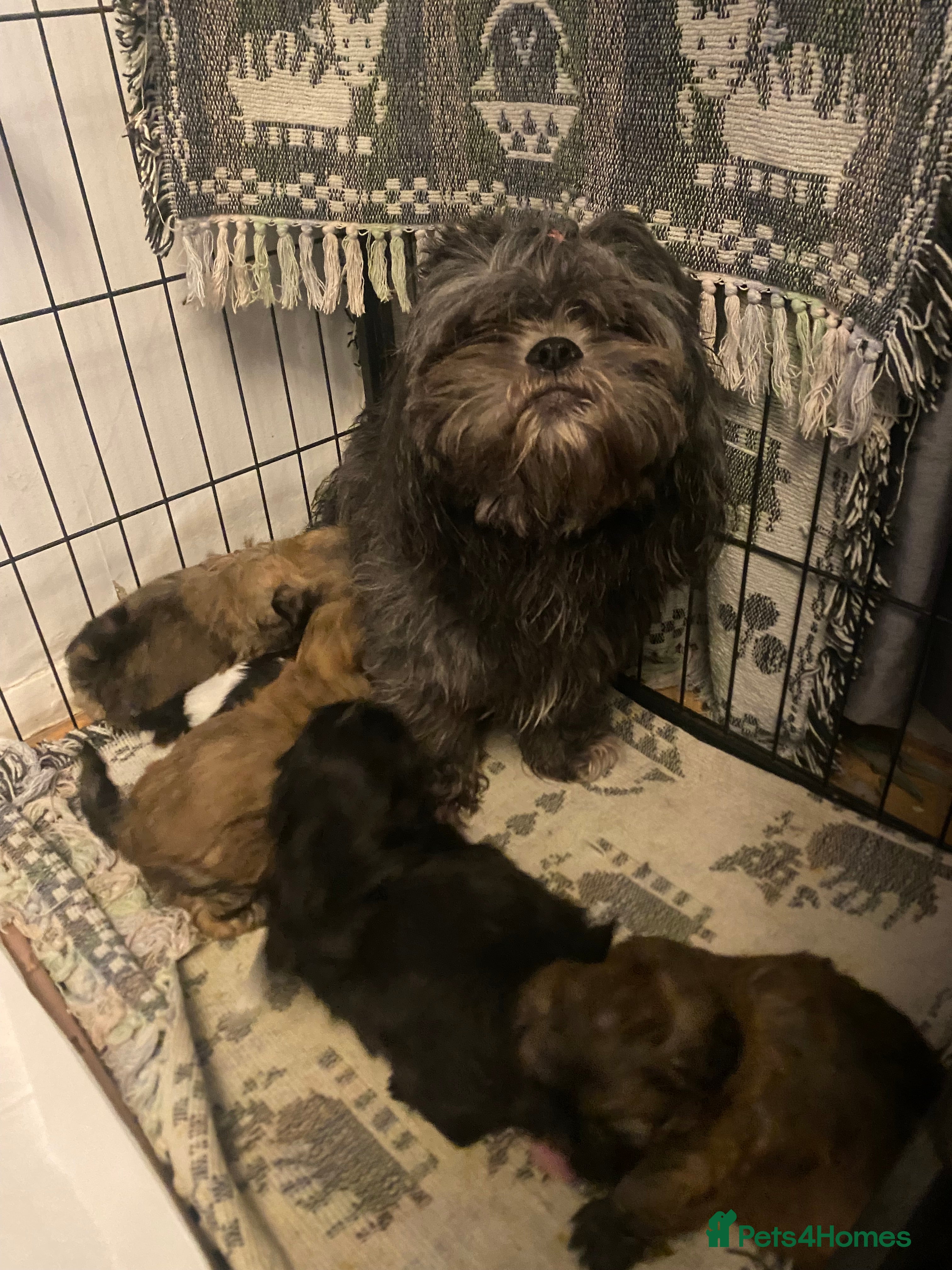 Shih Tzu dogs pure breed shih tzu puppies - Advert 3