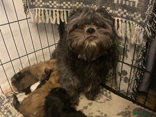 Shih Tzu dogs pure breed shih tzu puppies - Advert 3