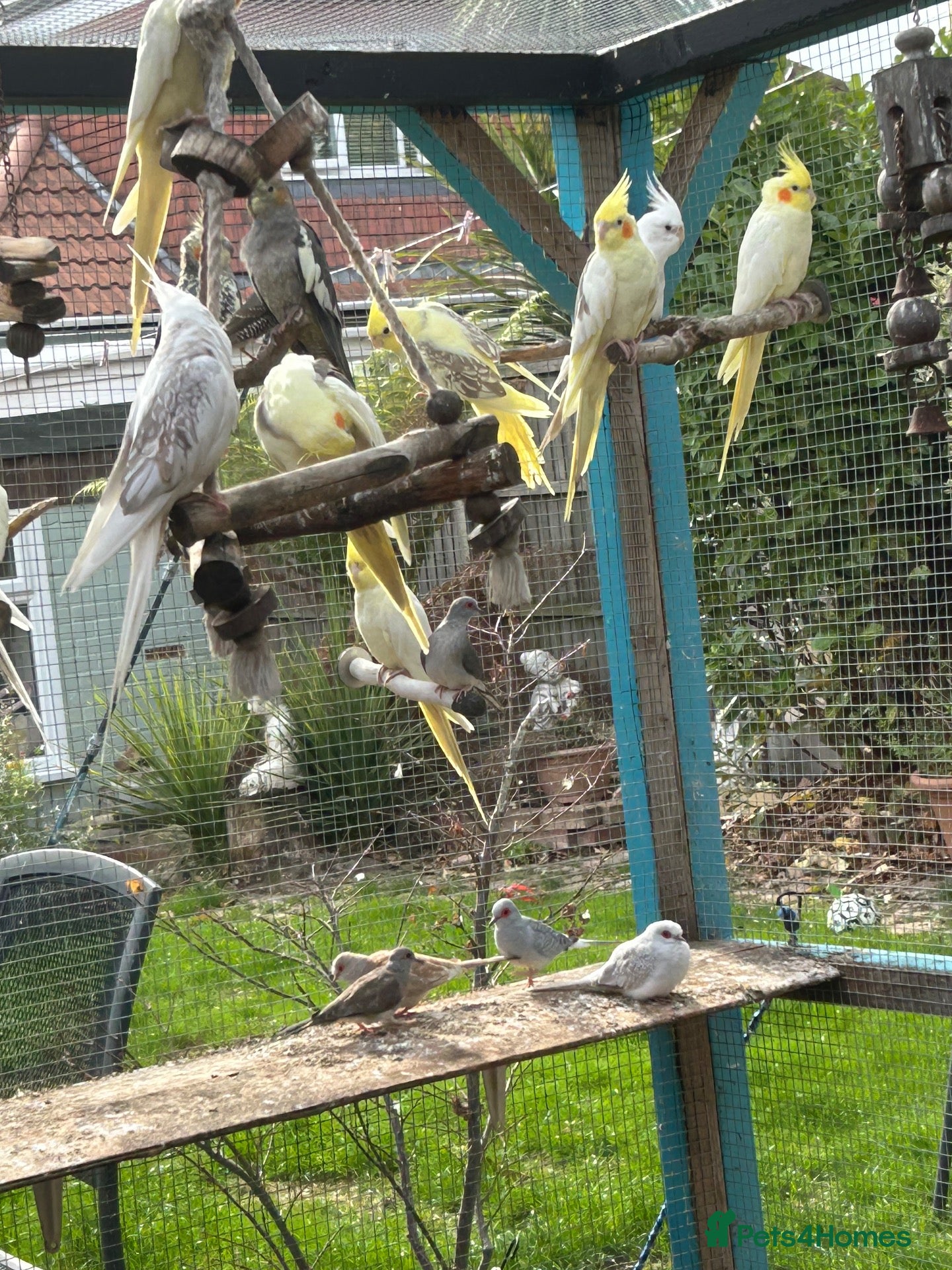 Cockatiels birds Various cockatiels for sale - Advert 3